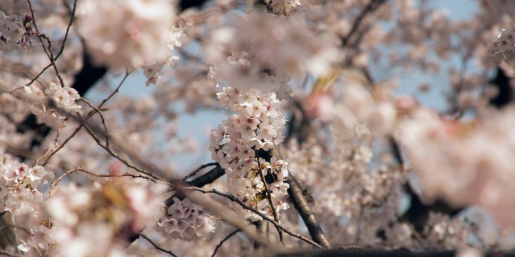 Cherry Blossoms